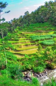 Bali rice terraces photo by Gedsman